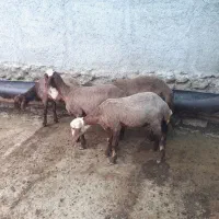 بره پرواری