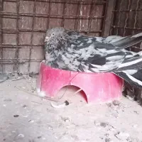 کبوترسوروسبزملقی