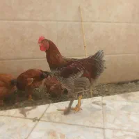 خروس برهما