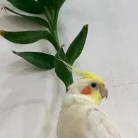 چهارتا عروس هلندی