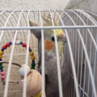 عروس خوشگل و ناز