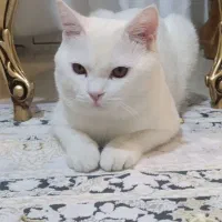 گربه پرشین