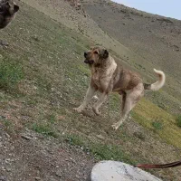 سگ سرابی
