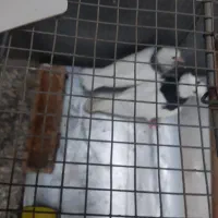 یک ماده باجوجه طوقی