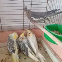 جوجه سرلاکی عروس هلندی