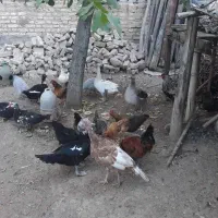 مرغ و خروس