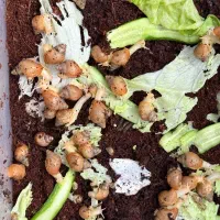 حلزون آچاچیتا