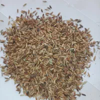 چلتوک|خدمات باغبانی و درختکاری|گتوند, |دیوار