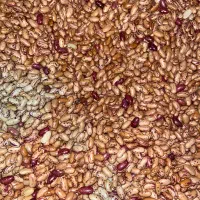 لوبیا چیتی درجه یک زود پز به شرط پخت