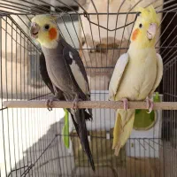 عروس هلندی مولد... جوجه مرغ عشق