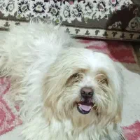 سگ پاکوتاه حرف گوش کن