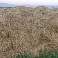 فروش 500عدد  باغه علوفه