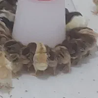 جوجه مرغ