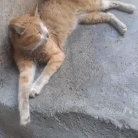 گربه|گربه|نسیم‌شهر, |دیوار