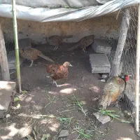 خروس و مرغ  پاکستانی مولد