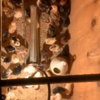 تعدادی جوجه لاری نسل دار