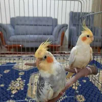 یک جفت عروس هلندی سالم و زیبا
