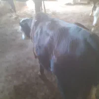 دوتا گوساله نر ویکی ماده  جنس عالی