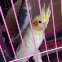 طوطی و عروس هلندی