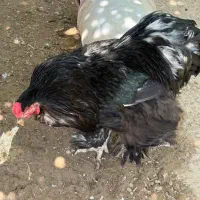 مرغ و خروس برهمامشکی