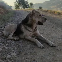 سگ گم شده