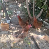 ۳ عدد مرغ محلی تخم گزار وقفس اهنی بزرگ