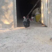 مرغ کرچ