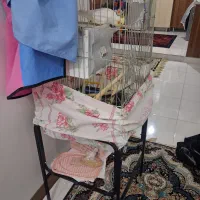 عروس هلندی