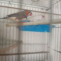 جفت فنچ زبرا بالغ وتخم گذار