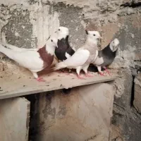 پرنده