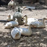 مرغابی‌جوان۸۰۰۰۰۰