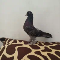 کبوتر ترکیه نر