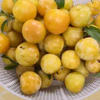 آلوزرد ( قطره طلا )