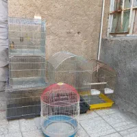 قفس سهره عروس هلندی وقناری