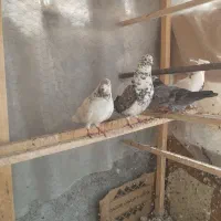 ۵عدد کهنه گرفتنی