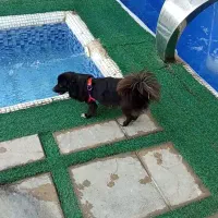 سگ درجه ۱ و باهوش