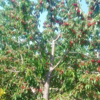 گیلاس و البالو درجه یک