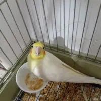 یک جفت عروس هلندی