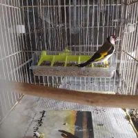 سهره