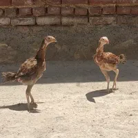 جوجه