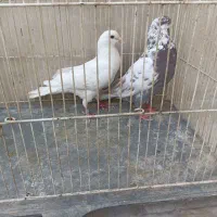 کفتر پرشی رسید بیا ببر