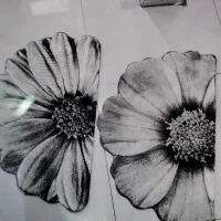 پادری