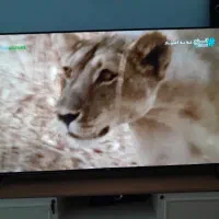 تلویزیون ۵۸ اینچ جی پلاس