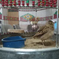 جوجه سهره