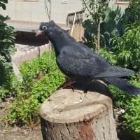 جوجه کفتر سَرک سیاه