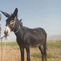 الاغ یا خر درشت گله ای