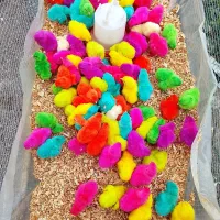 جوجه رنگی خروسک