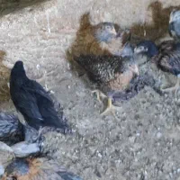 جوجه فروشی