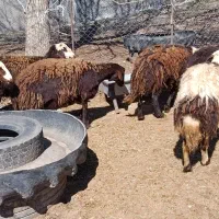 بره ماده|حیوانات مزرعه|فیروزآباد (لرستان), |دیوار