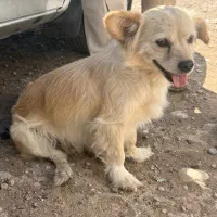سگ peyda shode